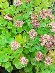 Spiraea beauverdiana