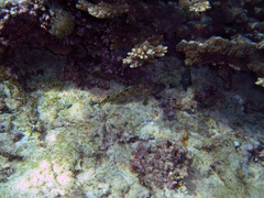 Epinephelus spilotoceps