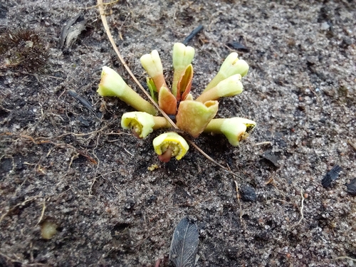 Euphorbia pudibunda var. pudibunda