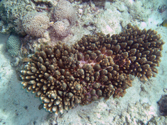 Acropora gemmifera