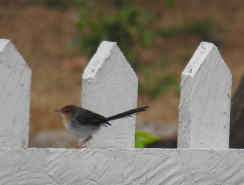 iNaturalist image