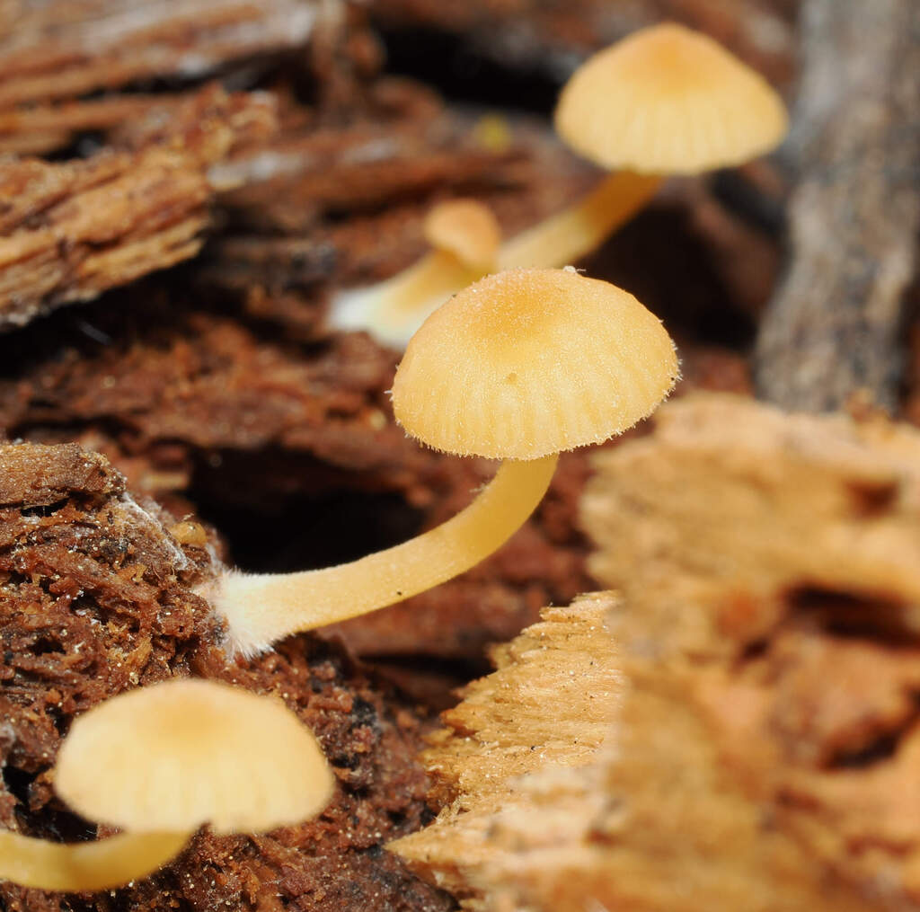 Chrysomphalina aurantiaca · November 2025 · photo: © wendybirds (iNaturalist, cc-by)