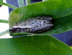 Tlalocohyla smithii