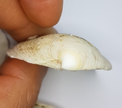 Dosinia exoleta