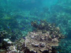 Pomacentrus caeruleus