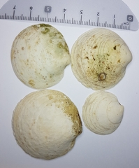 Dosinia exoleta
