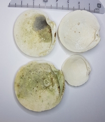 Dosinia exoleta