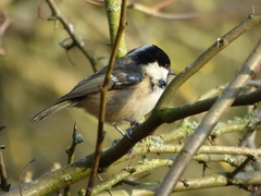 Periparus ater