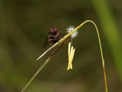 Austrostipa muelleri