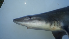 Mustelus mento