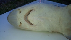 Mustelus mento