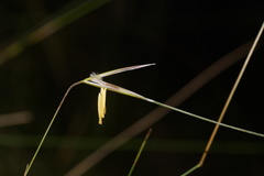 Austrostipa muelleri
