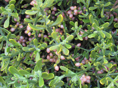 Phoradendron brachystachyum