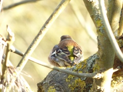 Fringilla coelebs