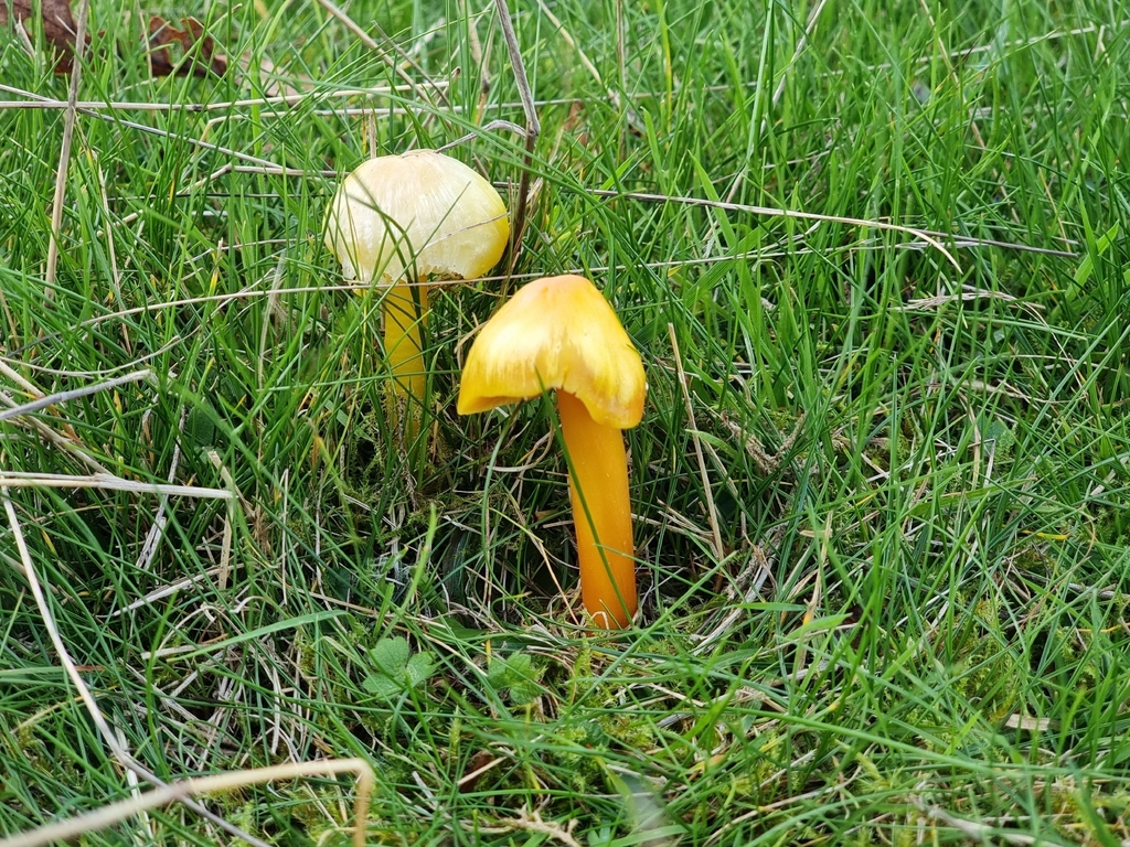 Hygrocybe chlorophana · November 2025 · photo: © james_ferns_etc (iNaturalist, cc-by-nc)