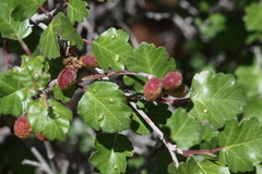 Rhus aromatica simplicifolia