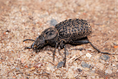 Scotobius pilularius
