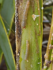 Ichneutica nullifera