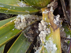 Ichneutica nullifera