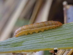 Ichneutica nullifera