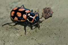 Eriopis serrai