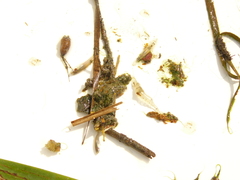 Palaemon antennarius