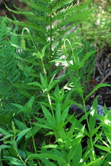 Lilium pardalinum pardalinum