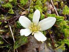 Caltha obtusa