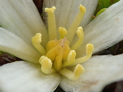 Caltha obtusa