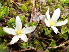 Caltha obtusa