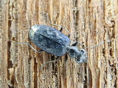 Scopodes