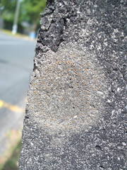 Protoblastenia rupestris