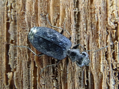 Scopodes