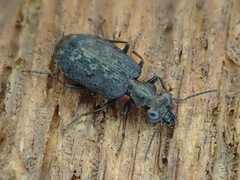 Scopodes