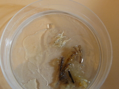 Diamysis mesohalobia