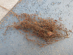 Rhus javanica