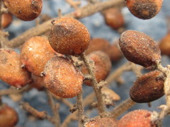 Rhus javanica