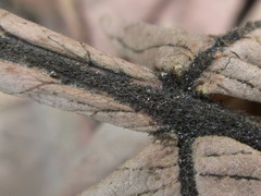 Rhus javanica