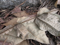 Rhus javanica