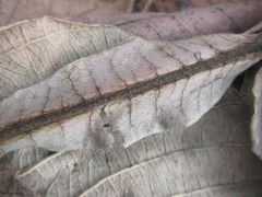 Rhus javanica