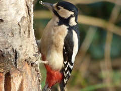 Dendrocopos major