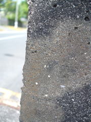 Protoblastenia rupestris