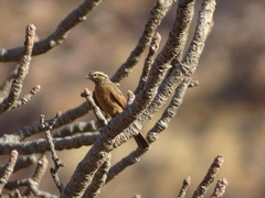 Emberiza goslingi