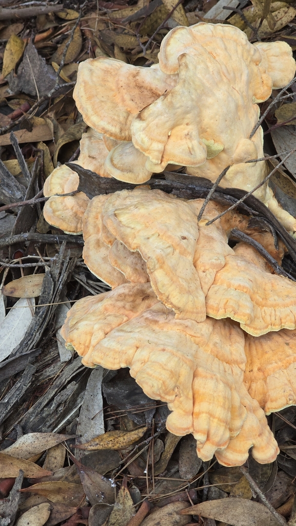 Laetiporus gilbertsonii · November 2025 · photo: © dan68751 (iNaturalist, cc0)