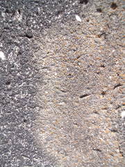 Protoblastenia rupestris