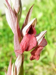 Serapias cordigera