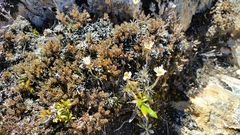 Celmisia laricifolia