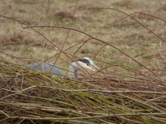 Ardea cinerea