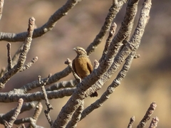 Emberiza goslingi