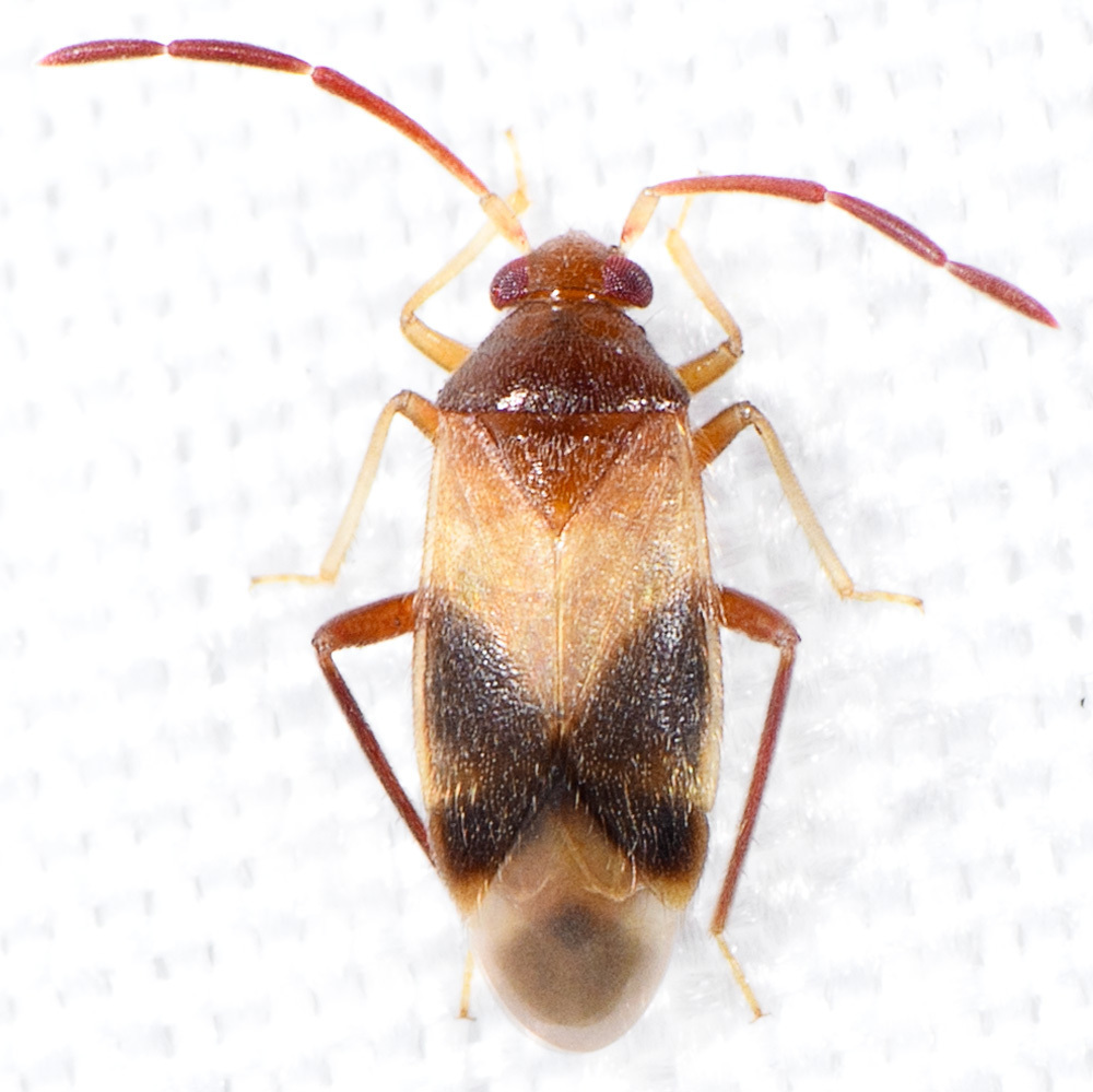 Ceratocapsus juglandis
